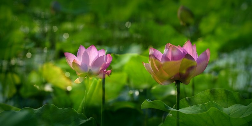 荷花高清精选图片大全