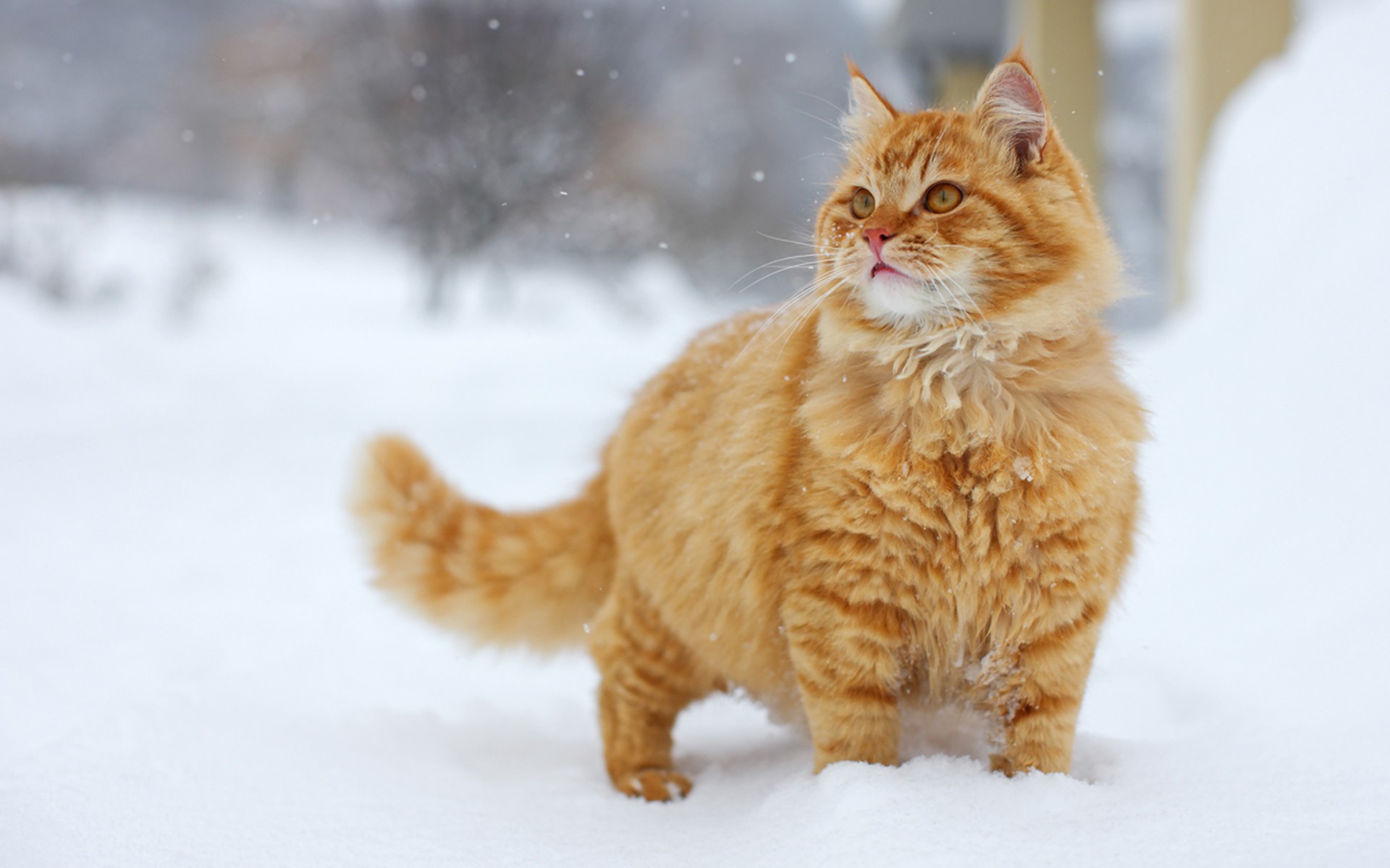 雪地里玩耍的猫咪壁纸图片