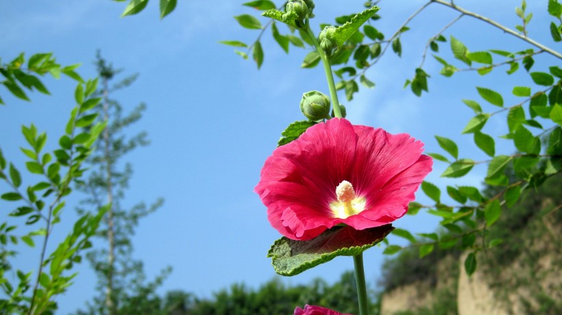 木芙蓉图片高清大全