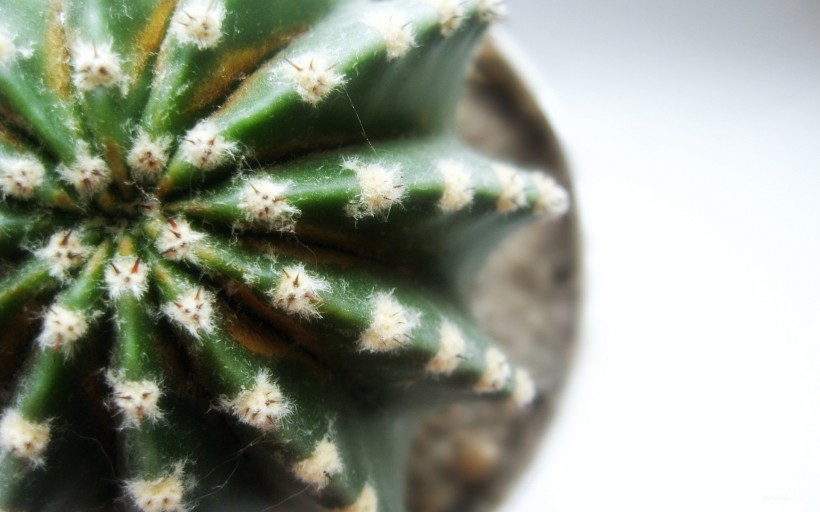 绿色仙人掌植物图片合辑