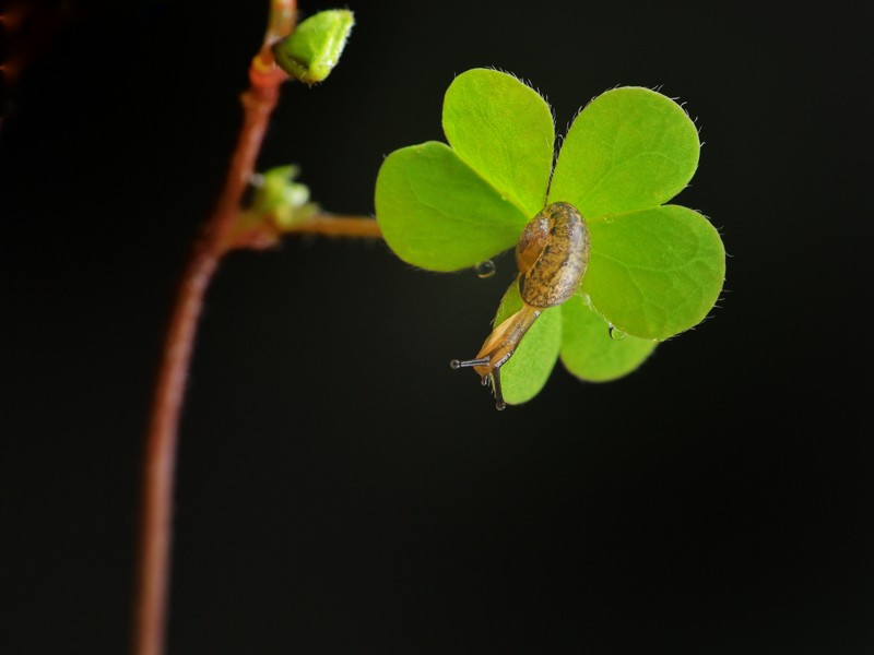 可爱的小蜗牛图片精美合辑