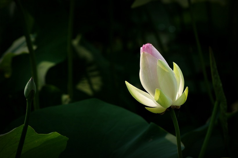 淡雅高清荷花图片合辑
