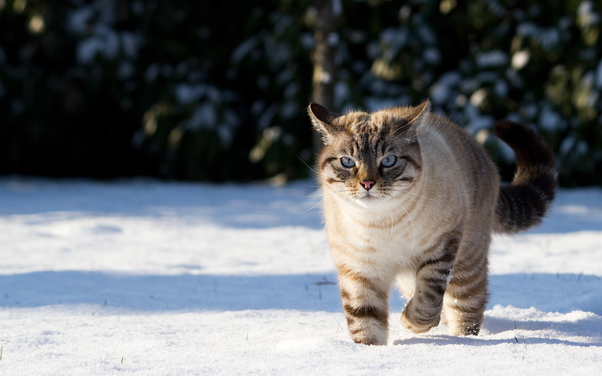 雪地里玩耍的猫咪壁纸图片