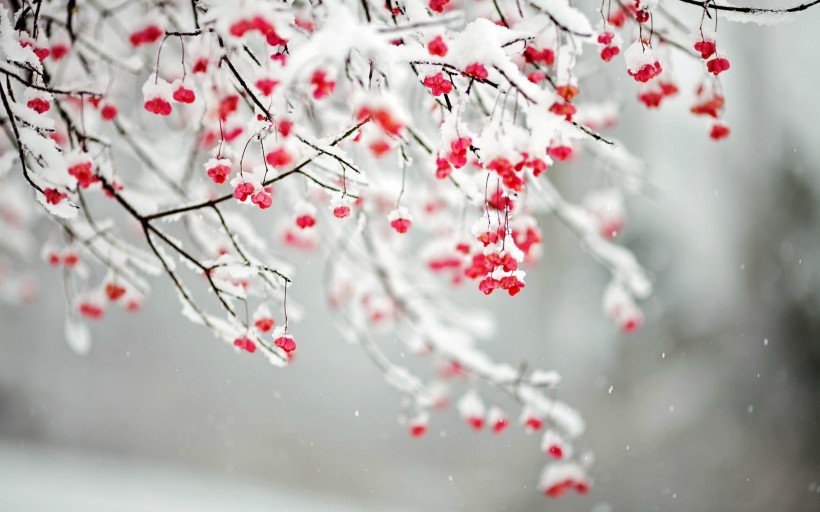 冬季秀丽雪景图片唯美合辑