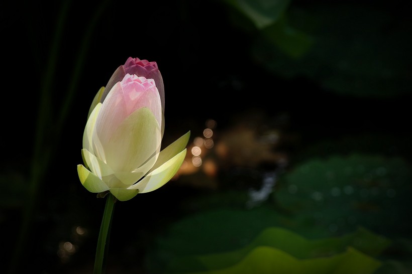 淡雅高清荷花图片合辑