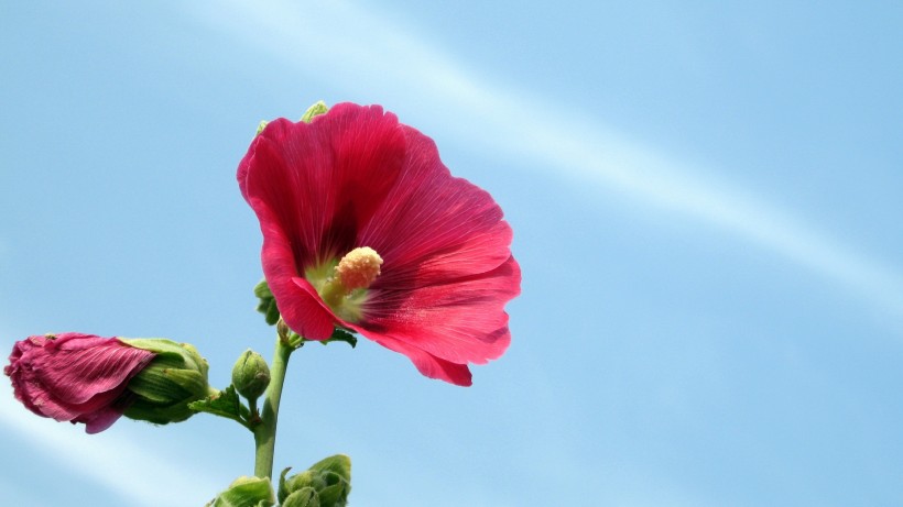 木芙蓉图片高清大全