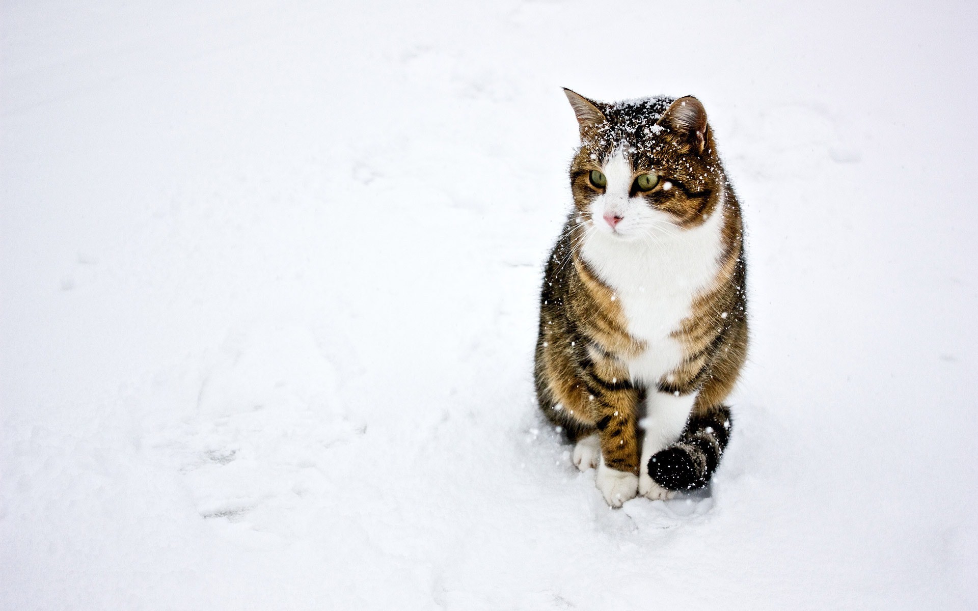 雪地里玩耍的猫咪壁纸图片