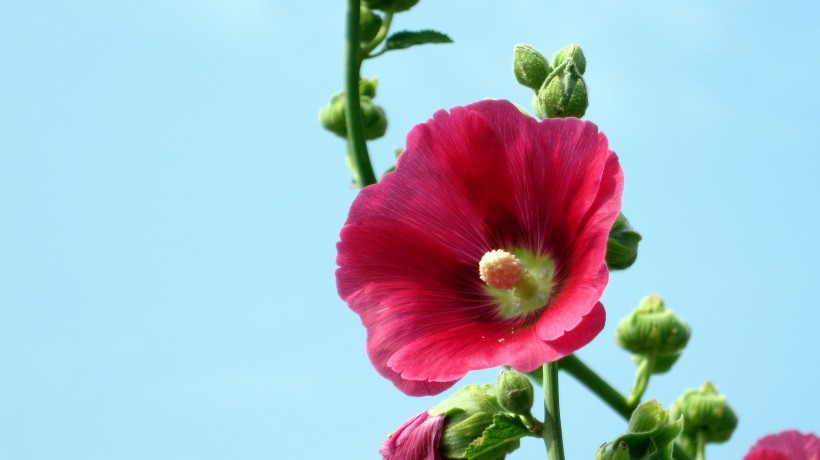 木芙蓉图片高清大全