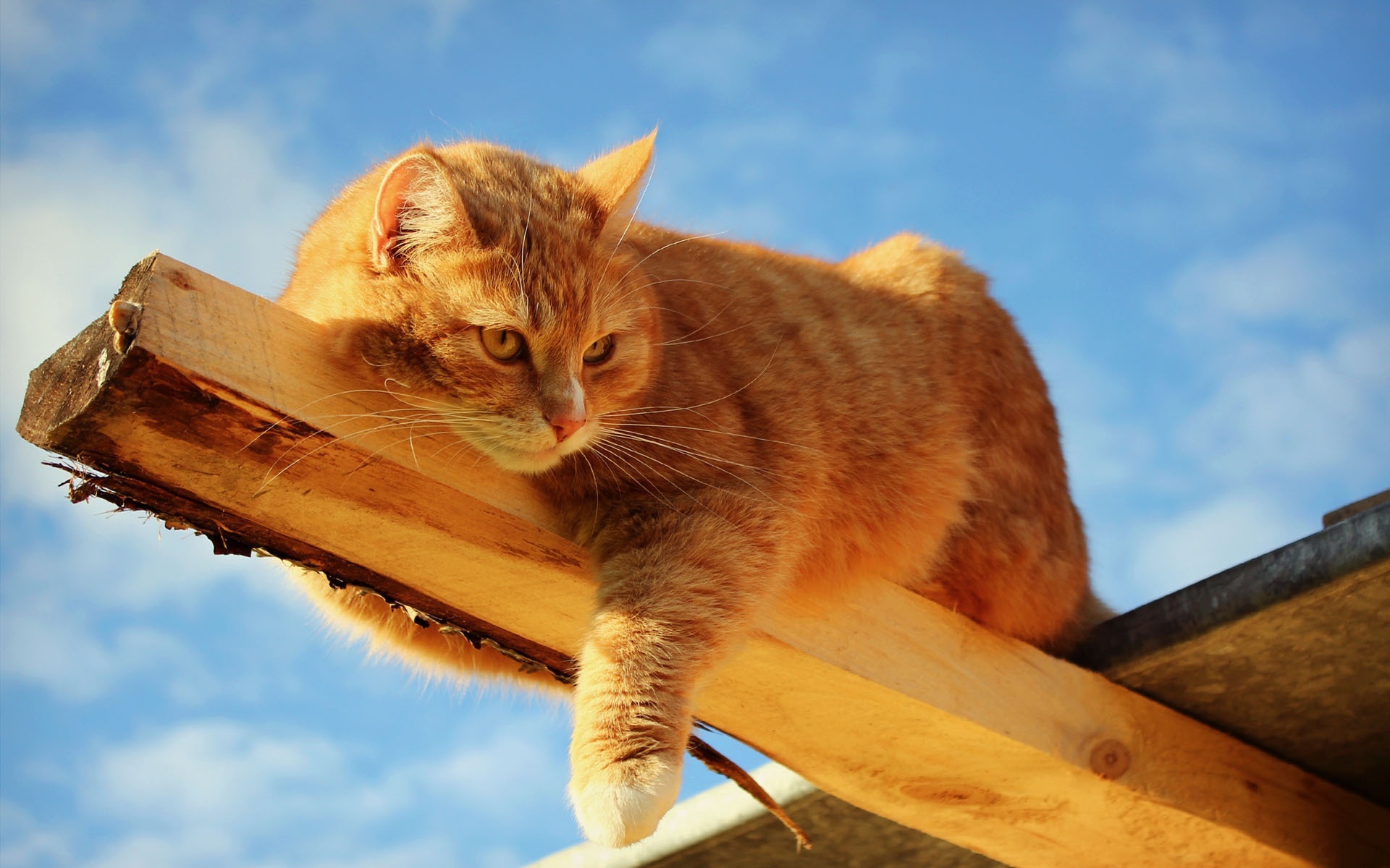呆萌萌的猫咪图片精选
