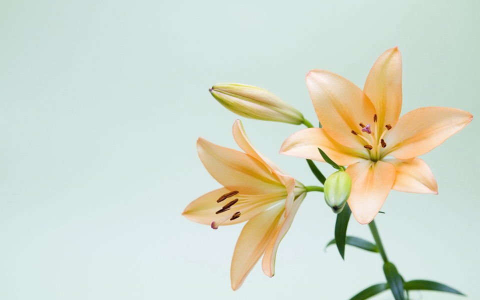 淡雅美丽的百合花高清植物图片