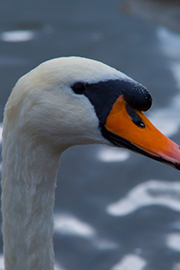 天鹅图片高清大全