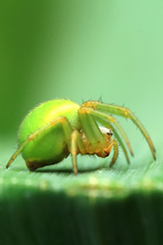 绿色的蜘蛛图片大全